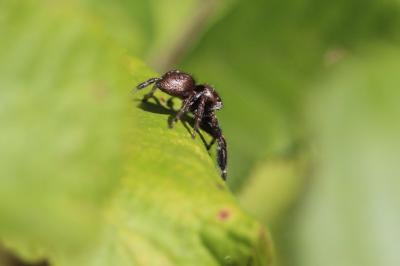 <i>Evarcha arcuata</i>