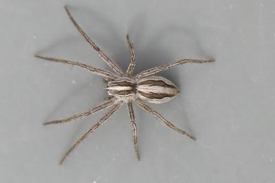 Pisaura mirabilis