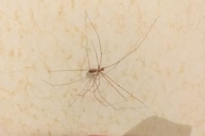 Pholcus phalangioides