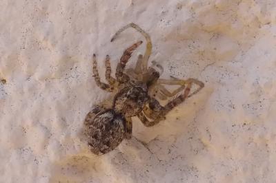 <i>Marpissa muscosa</i>