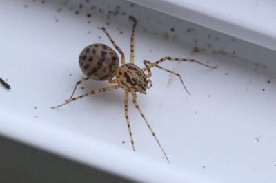 Araignée cracheuse
