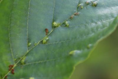 <i>Eriophyes inangulis</i>