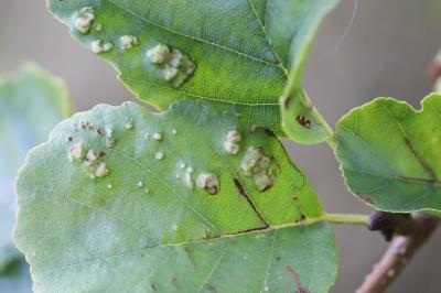 <i>Acalitus brevitarsus</i>