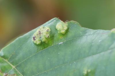 <i>Acalitus brevitarsus</i>