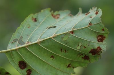 <i>Acalitus brevitarsus</i>