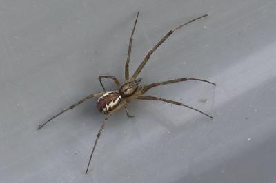 Linyphie triangulaire