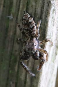 <i>Marpissa muscosa</i>