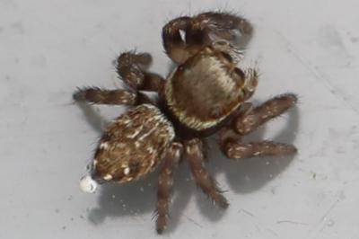 <i>Evarcha</i>