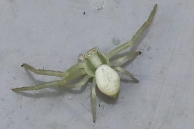 Misumène variable