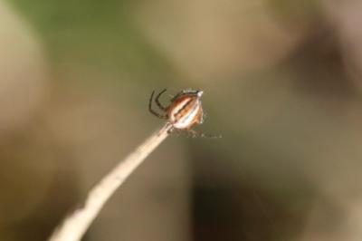 Mangore petite-bouteille