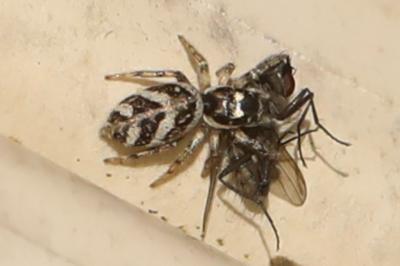 <i>Salticus</i>