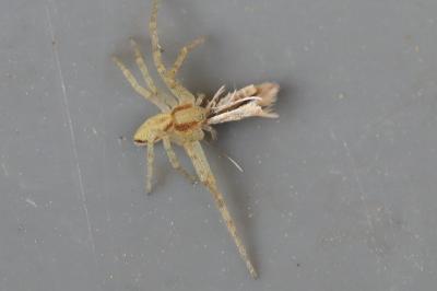 <i>Philodromus</i>