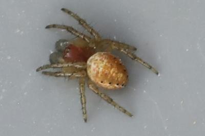 <i>Araniella</i>
