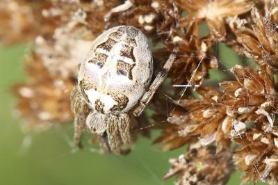 <i>Larinioides</i>