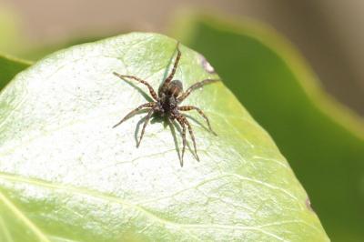 <i>Pardosa</i>