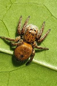 <i>Carrhotus xanthogramma</i>