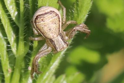 <i>Xysticus ulmi</i>