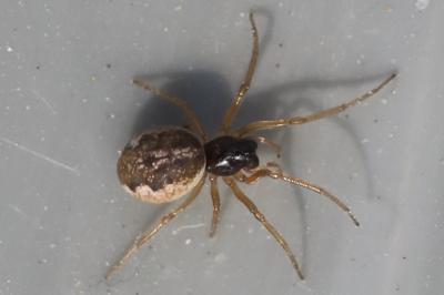 <i>Pachygnatha degeeri</i>