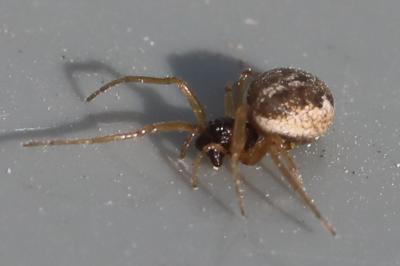 <i>Pachygnatha degeeri</i>