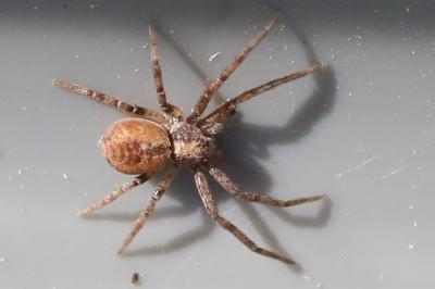 <i>Philodromus</i>