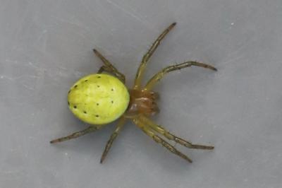 <i>Araniella</i>