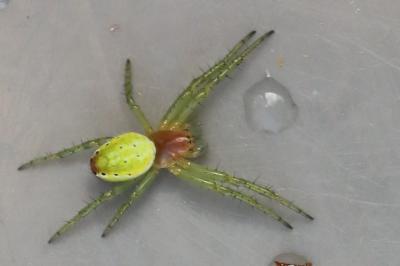 <i>Araniella</i>