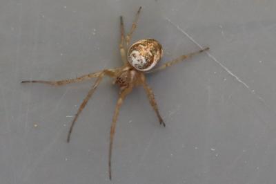 <i>Metellina</i>