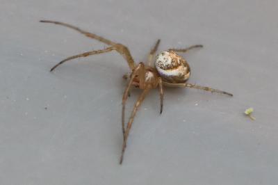 <i>Metellina</i>