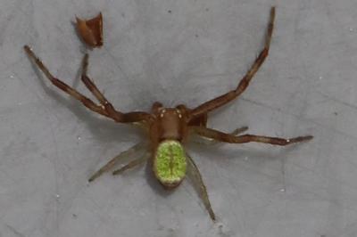 Ebrechtella tricuspidata