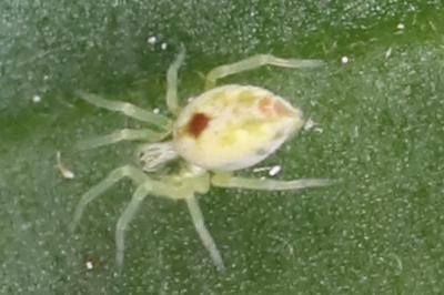 Nigma puella