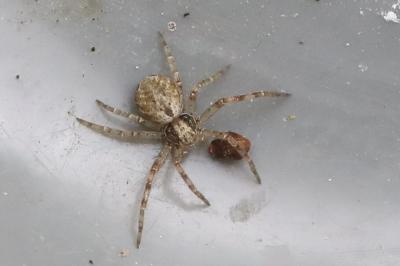 <i>Philodromus</i>