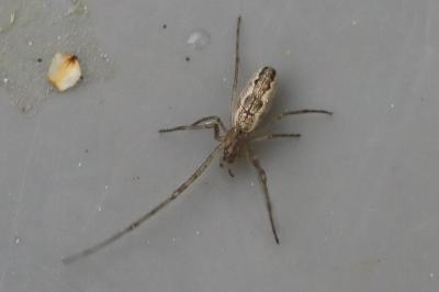 <i>Tetragnatha</i>