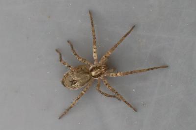 <i>Anyphaena</i>