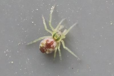 <i>Nigma flavescens</i>