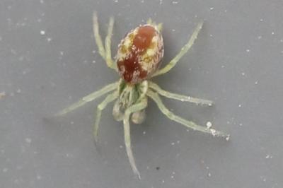 Nigma flavescens