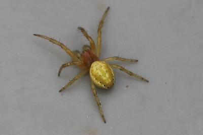 <i>Araniella</i>