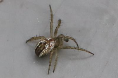 Mangore petite-bouteille
