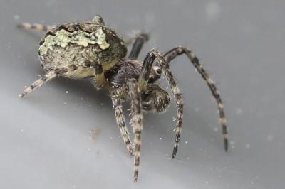 <i>Gibbaranea gibbosa</i>