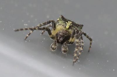 <i>Gibbaranea gibbosa</i>