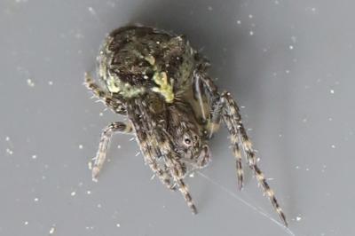 <i>Gibbaranea gibbosa</i>