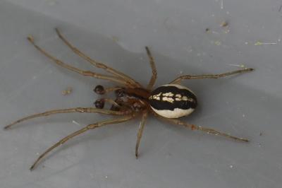 <i>Pachygnatha</i>