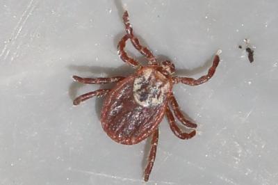 <i>Dermacentor reticulatus</i>