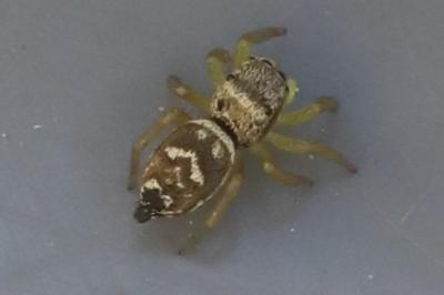 <i>Heliophanus tribulosus</i>