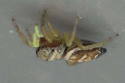 <i>Heliophanus tribulosus</i>