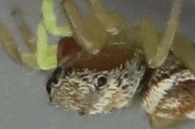 <i>Heliophanus tribulosus</i>