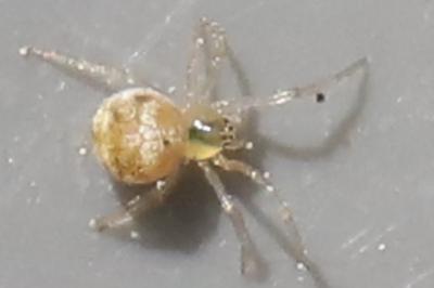 Paidiscura pallens