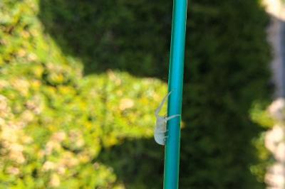 Misumène variable