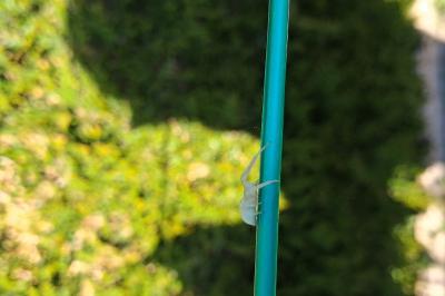 Misumène variable