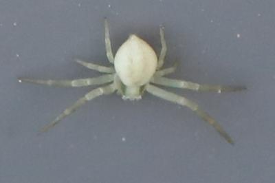 Misumène variable