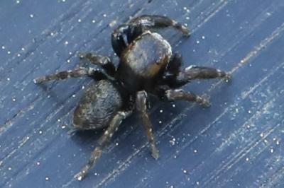 <i>Evarcha arcuata</i>